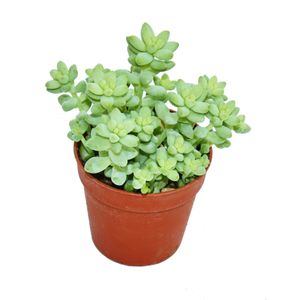 Sedum morganianum burritum - Monkey swing - doniczka 5,5 cm