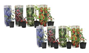Plant in a Box - Smoothie-Mix 8 - Goji Preiselbeere Heidelbeere Kiwi - Topf 9cm - Höhe 25-40cm
