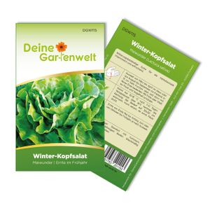 Winter-Kopfsalat Maiwunder Samen - Lactuca sativa - Winter-Kopfsalatsamen - Gemüsesamen - Saatgut für 500 Pflanzen