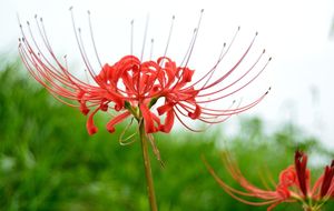 Fangblatt - Lycoris radiata - rote Spinnenlilie - zauberhafte Blumenzwiebel - außergewöhnliche Zimmerpflanze