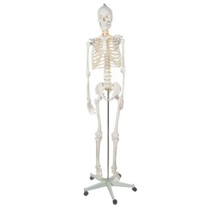 Anatomisches Modell des Menschlichen Skeletts Skelettmodell Knochenskelett 22583