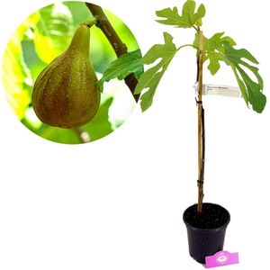 Ficus carica 'Melanzana' Feigenbaum, 2 Liter Topf