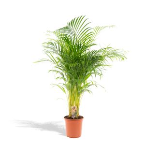 Hello Plants | XXL Areca Palm - Goldpalme/Dypsis Lutescens - 130cm  hoch, 24Ø - Zimmerpflanze - Ohne Korb