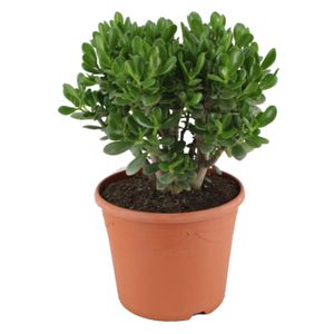 Plant in a Box - Crassula ovata 'Minor' XL - Zimmerpflanze - Sukkulente - ⌀ 30 cm - Höhe 60-65 cm