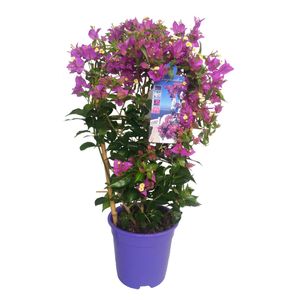 Bougainvillea 'Alexandra' - Záhradná rastlina - ⌀17cm - Výška 50-60cm