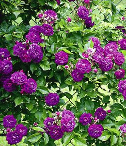 BALDUR-Garten Rambler-Rosen 'Bleu Magenta', 1 Pflanze, Kletterrose winterhart mehrjährige Kletterpflanze, blühend, Rose 'Bleu Magenta', robuste und duftende Kletterrose