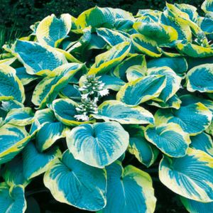 Hosta Funkia Garden Francess Williams 1ks odrezkov Hosta Funkie odrezky