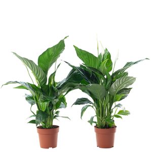 2er-Set Einblatt 3-5 Blüten/Knospen - pflegeleichte Zimmerpflanze, Spathiphyllum - Höhe ca. 50 cm, Topf-Ø 13 cm