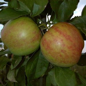 Obstbaum Apfelbaum Äpfel 2jährig Sommer- Herbst- Winter Apfel , Apfelbaum Varianten:Gravensteiner Herbstapfel