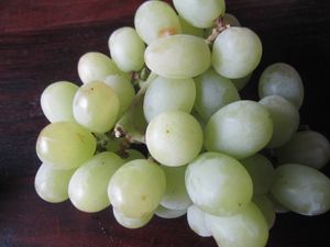Vitis vinifera Thompson Seedless - kernlose Weintraube Thompson Seedless - Tafeltraube