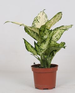 Grünpflanze – Dieffenbachie (Dieffenbachia Maculata Amy) – Höhe: 35 cm – von Botanicly
