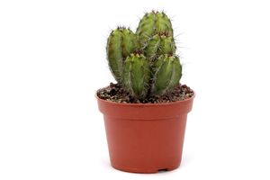 Kaktus – Cacti (Polaskia Chichipe) mit Übertopf – Höhe: 28 cm – von Botanicly