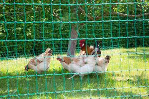 Hühnerzaun Hühnergehege Geflügelnetz PoultryNet ohne Strom grün Doppelspitze 50 m