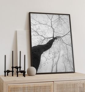 Poster Baumkrone, groesse_poster:70x100 cm, groesse_rahmen:weiß 70x100 cm