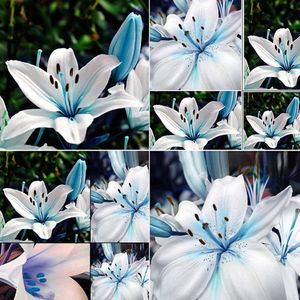 50Pcs Blau Seltene Lilie Zwiebeln Samen Pflanzung Lilium Blume Haus Bonsai Garten Dekor