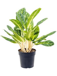 Grünpflanze – Kolbenfaden (Aglaonema Key Lime) – Höhe: 80 cm – von Botanicly