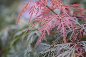 Acer palmatum 'Orangeola' Japanischer Fächerahorn 40-60cm Herbstfärbung