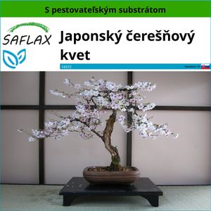 SAFLAX - Japonský čerešňový kvet - Prunus serulata - 30 Semená - S pestovateľským substrátom bez klíčkov