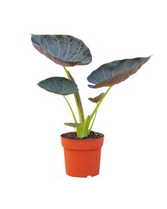 Baby Alocasia ‚Red Secret‘ Zimmerpflanze | 20 Cm Hoch, Inkl. Topf | Pfeilblatt Mit Roten Akzenten