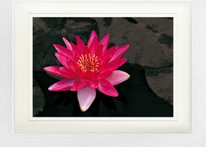Blumen Gerahmtes Bild Mit Edlem Passepartout | Wand-Bilder | Im Bilderrahmen - Blütenzauber, Rote Seerose (30 x 40 cm)