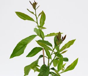 Citrus auratifolia - 'limon' Limettenpflanze - Limettenbaum - 2-Liter-Topf - 70 cm