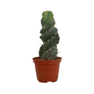 Kaktus von Botanicly – Säulenkaktus – Höhe: 30 cm – Cereus Forbesii