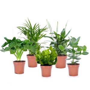 Plant in a Box - Grüne Luftreinigende Zimmerpflanzen - 5er Mix - Topf 12cm - Höhe 25-40cm