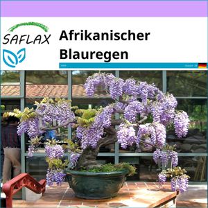 SAFLAX - Bonsai - Afrikanischer Blauregen - 15 Samen - Bolusanthus speciosus