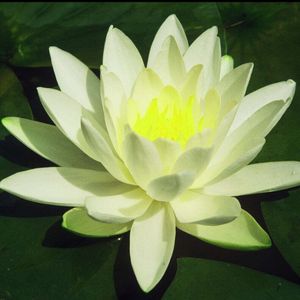 Bakker.com - Seerose Gladstoniana, Der topf / Ø 9cm