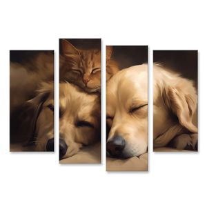 Hund Katze schlafen zusammen Haustiere Bilder