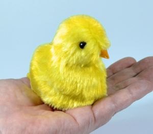 Piependes Küken