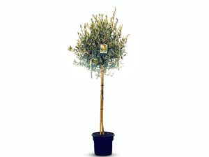 Sunny Tree - Hochstämmiger Olivenbaum 160 Zentimeter hoch - Olea europea - Winterhart bis -18 - Fruchtbildend -  Obstbaum - Sonnige Standorte
