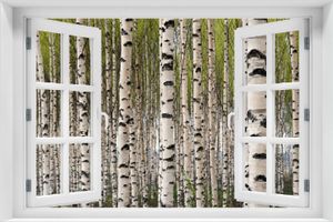 Wallario selbstklebendes Poster mit Fenster-Illusion - Birkenwald - Baumstämme in schwarz weiß, Größe: 100 x 150 cm