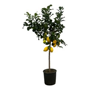Obstbaum – Zitronenbaum (Citrus Lemon) – Höhe: 150 cm – von Botanicly