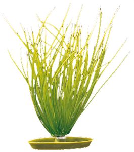 Rostlina MARINA Hairgrass 20 cm