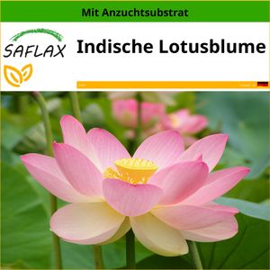 SAFLAX - Indische Lotusblume - Nelumbo nucifera   - 8 Samen - Mit keimfreiem Anzuchtsubstrat