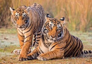 3 D Ansichtskarte Tiger, Tiere Postkarte Wackelkarte Hologrammkarte Wildtiere Tier Raubkatzen