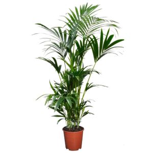 Plant in a Box - Howea forsteriana - Kentia Farn-Palme - Zimmerpflanze - Immergrün - Topf 18cm - Höhe 90-100cm