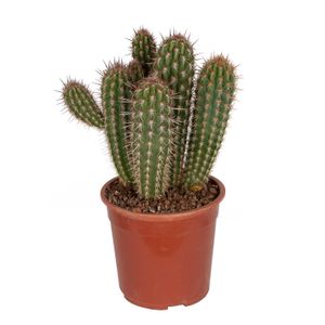 Kaktus – Sloupovitý kaktus – Výška: 50 cm