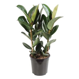 Trendyplants - Ficus Elastica Robusta Strauch - Gummibaum - Zimmerpflanze - Höhe 75-95 cm - Topfgröße Ø27cm