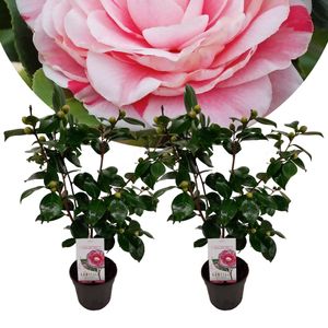 Plant in a Box - Camellia japonica 'Bonomiana' - 2er Set - Japanische Rose - Kamelie pflanze Winterhart - Topf 15cm - Höhe 50-60cm