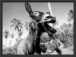 Lustiger lachender Esel unter Palmen, Monochrome im Schattenfugen Bilderrahmen / Format: 80x60 im Schattenfugen-Bilderrahmen / Kunstdruck auf hochwertigem Galeriekarton / hochwertige Leinwandbild Alternative Lustiger lachender Esel unter Palmen, Monochrome im Schattenfugen Bilderrahmen / Format: 80x60 im Schattenfugen-Bilderrahmen / Kunstdruck auf hochwertigem Galeriekarton / hochwertige Leinwandbild Alternative