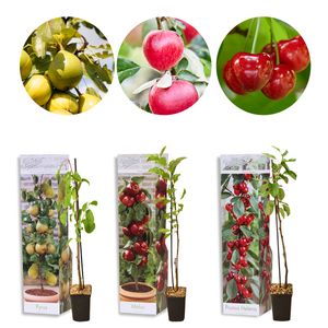 3x Mini-Fruchtmischung – Obstbäume – Pflegeleicht – ⌀9 cm - ↕30-35 cm