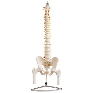 Lebensgroße menschliche Wirbelsäule mit Stümpfen Skelettmodell Skelett Anatomie Modell MedMod