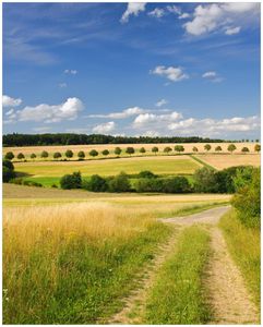 Wallario Poster - Feldlandschaft unter blauem Himmel, Kunstdruck Größe: 40 x 50 cm