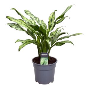 Grünpflanze – Kolbenfaden (Aglaonema Juliette) – Höhe: 40 cm – von Botanicly