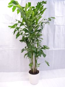 [Palmenlager] XL Caryota mitis 180 cm - Fischschwanzpalme - // Zimmerpflanze Zimmerpalme /