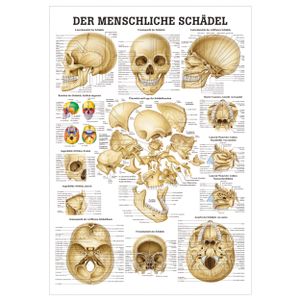 Schädel und Schädelknochen Mini-Poster Anatomie 34x24 cm medizinische Lehrmittel