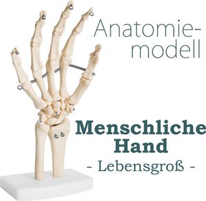 Anatomie Skelett Mensch Modell Lebensgroß Skelett Hand Fingerknochen Anatomisches Knochen Gelenke Modell der Menschlichen Hand mit Beweglichem Gelenken MedMod