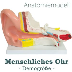 Anatomický model ľudského ucha ľudské telo anatomický model ľudského ucha ľudské modely veľké 3x zväčšenie anatómia výučbový model MedMod